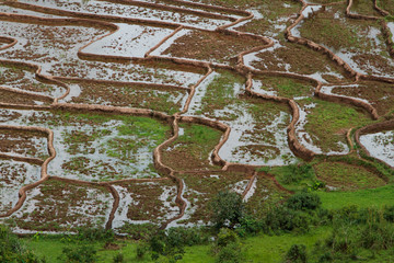 Rice farming to prepare rice. Lifestyle and Fields,Beauty of nature on the mountain,Nan Province, Thailand.