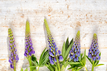 blue lupine flowers in a row on a wooden background