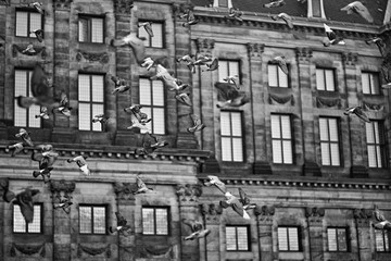 Birds flying around the city of Amsterdam