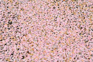 水面に浮く桜の花びら