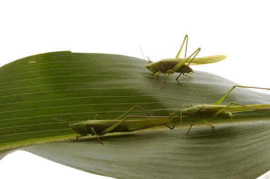 Caelifera Celiferi Hein&auml;sirkat Skakavci Cavallette &Alpha;&kappa;&rho;ί&delta;&alpha; Grasshopper Sz&ouml;csk&eacute;k Короткоусые прямокрылые 草蜢 Cavalletta Kratkotipalčnice Kurzf&uuml;hlerschrecken Cel&iacute;feros 