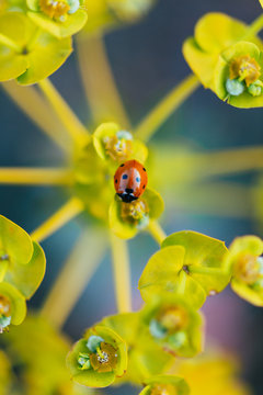 Ladybug on a plant