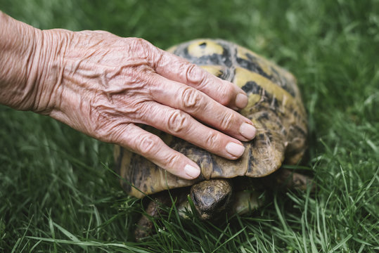 Stroking a turtle