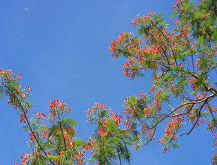 Red royal poinciana flowers bloom with beautiful blue sky background, this is the blooming flowers in the summer monsoon tropics
