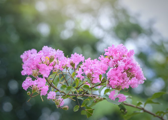 Lagerstroemia indica flowers bloom in the garden with romantic pink for those who love flowers and pink, this flower usually blooms in summer in the tropics.