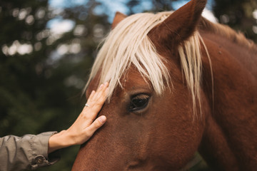 woman stroking a horse
