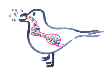 マイクロプラスチックを食べたカモメ