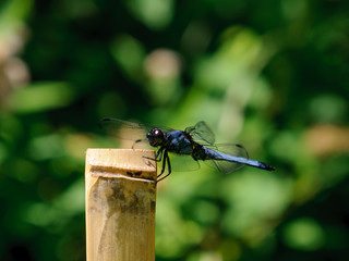 オオシオカラトンボ