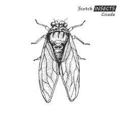 Hand drawn cicada