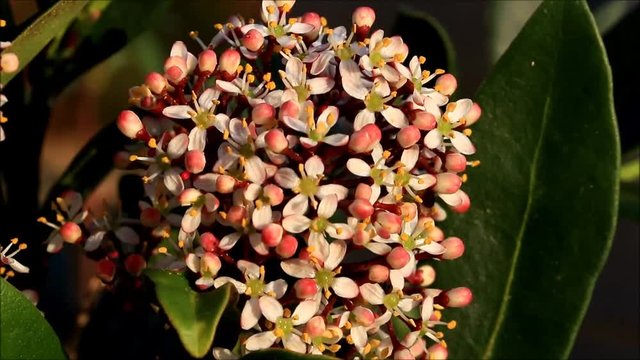 blooming skimmia japonica in spring, closeup
