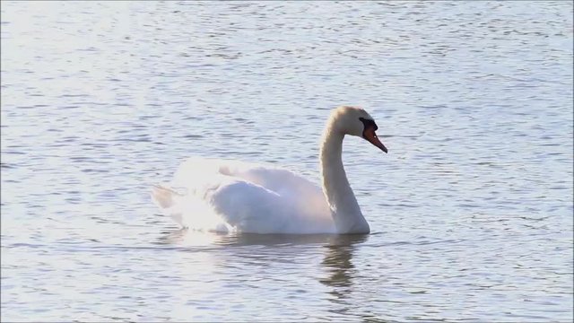 swan in a lake with sun reflections  
