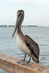 Pelican