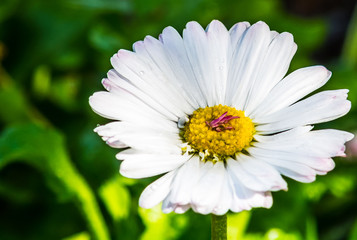 Obraz premium Flower field chamomile