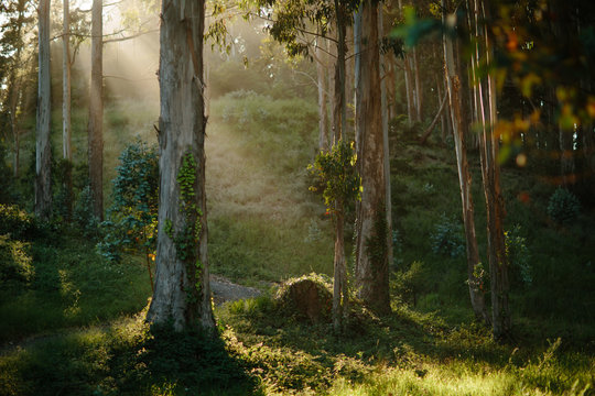 View of sunlight in forest