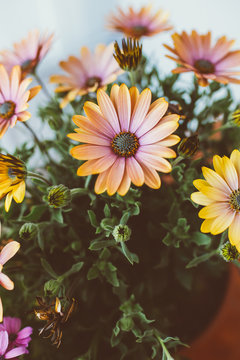 Detail of a group of flowers