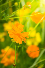 The background image of the colorful flowers