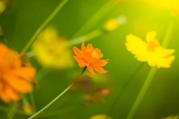 The background image of the colorful flowers