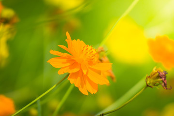 The background image of the colorful flowers