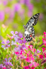 Beautiful Butterfly on Colorful Flower