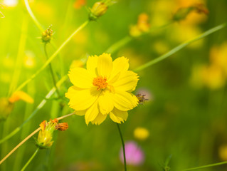 The background image of the colorful flowers