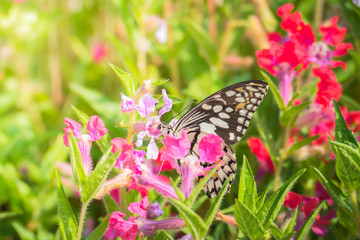 Beautiful Butterfly on Colorful Flower