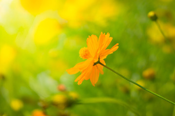 The background image of the colorful flowers