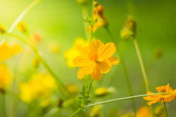 The background image of the colorful flowers