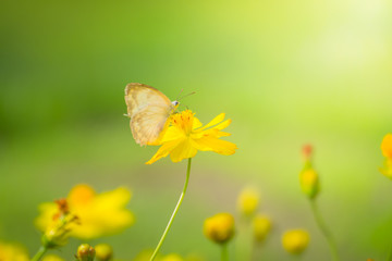 The background image of the colorful flowers