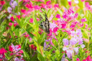 Beautiful Butterfly on Colorful Flower