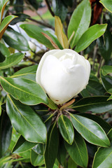 Naklejka premium White magnolia bud with rain drops