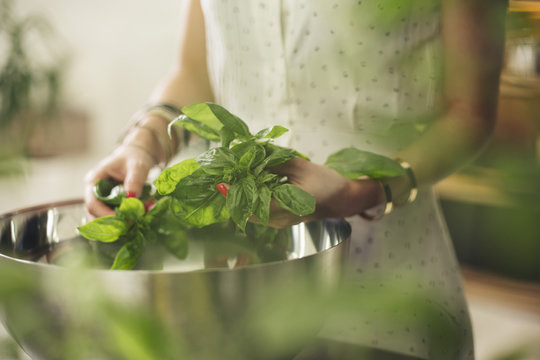Fresh Basil Leaves