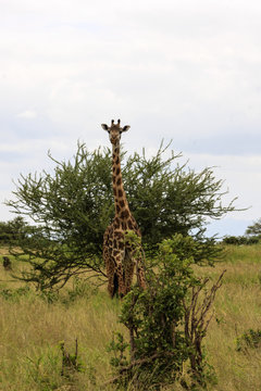 Giraffe in the Wild. Giraffes and other wildlife animals together affections in their grassland habit wilderness reserve terrain.