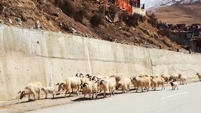 Flock of longhaired sheep walking on the street in Yarchen Gar Monastery in Sichuan, China