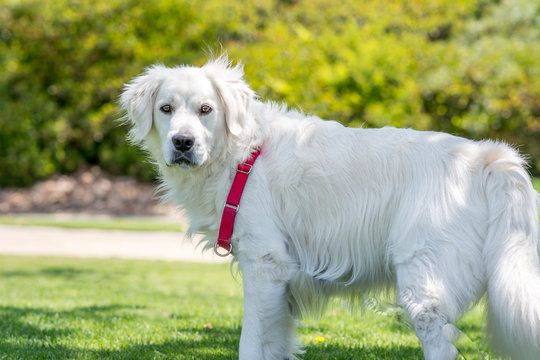 English Cream Golden Retriever At Park