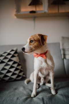 Adorable dog portrait with a bow tie