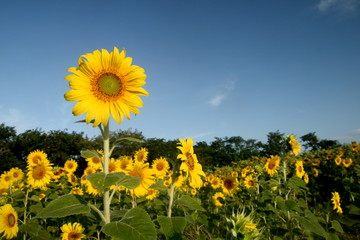 Many yellow sunflower in garden and blue sky