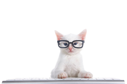 One fluffy white kitten with beautiful blue eyes laying on a computer keyboard isolated on white background. Wearing black geeky glasses looking directly at viewer.