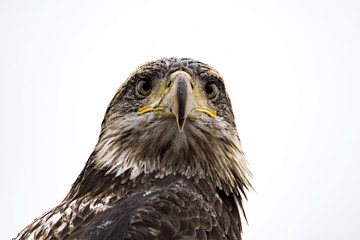 Junger Seeadler Close Up Blick
