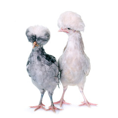 young Polish chicken