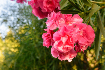 Pink Nerium oleander flower