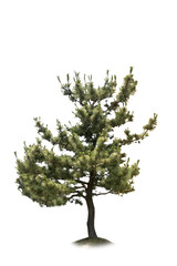 pinetree cut-out
