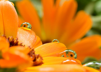 Calendula flower