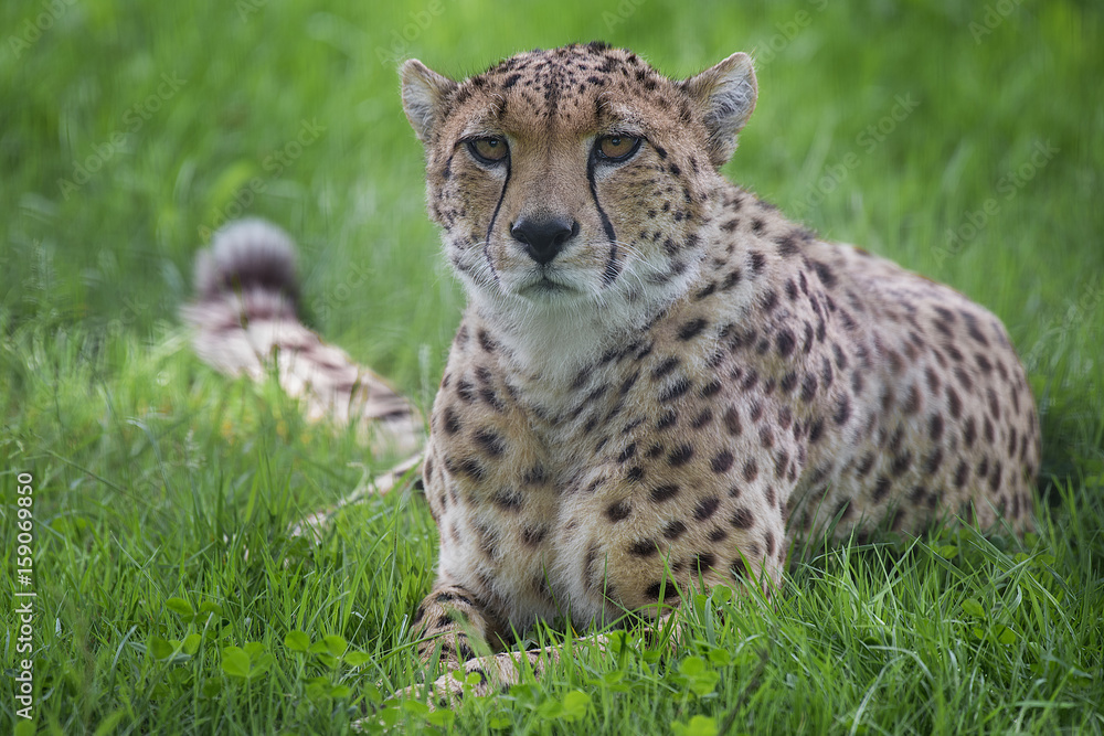 Poster a close up photograph of a cheetah lying down on the grass staring forward