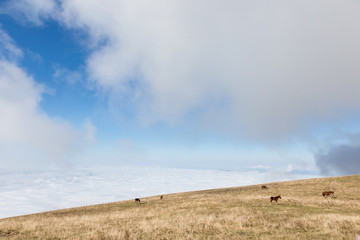 Some horses on a mountain, beneath a big blue sky with some very close clouds, and over a valley full of fog