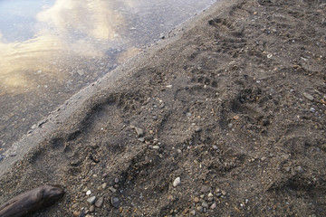 Grizzly Abdrücke Footprints
