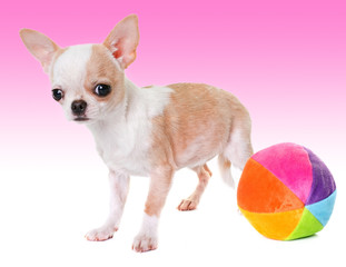 puppy chihuahua in studio