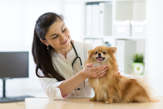 Female veterinarian examining health of Spitz dog in clinic