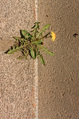 Dandelion Growing Through The Street