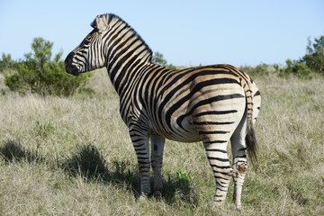 Plains Zebra, Addo Elephant National Park