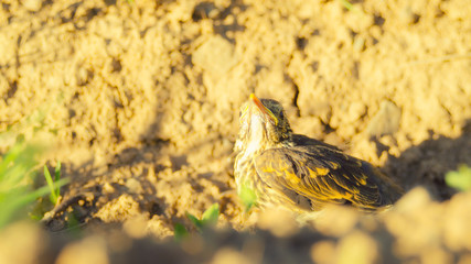 Young black rowan bird in nature in spring after she fled from the nest